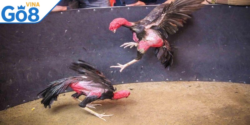 Luật quy định cụ thể trong đá gà đòn Thomo