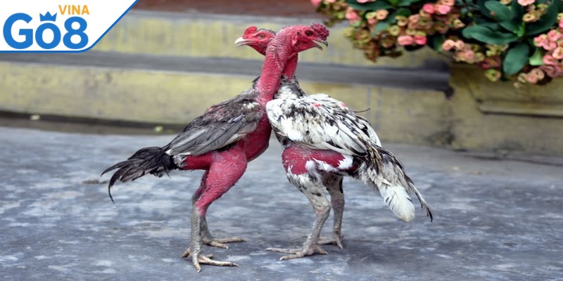 Kinh nghiệm chơi đá gà đòn chuẩn như chuyên gia