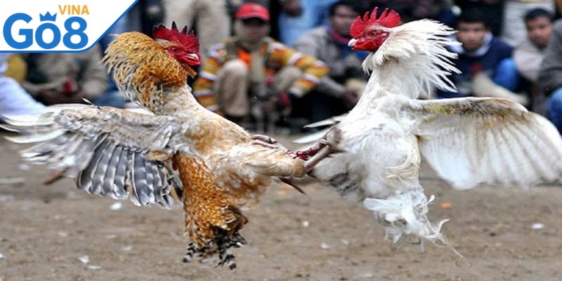 Đá cựa sắt mang đến sự quyết liệt, tốc độ trong từng pha ra đòn