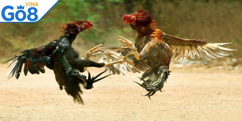 Kinh Nghiệm Chơi Đá Gà Như Chuyên Gia Dành Cho Mọi Kê Thủ