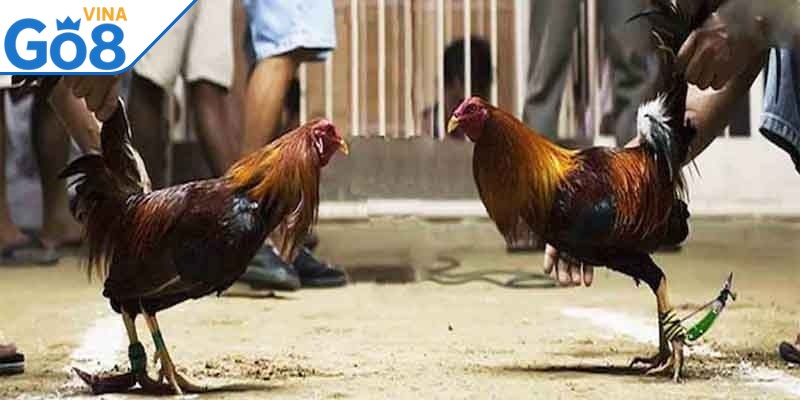 Để nâng cao trình độ anh em nên học hỏi từ các cao thủ