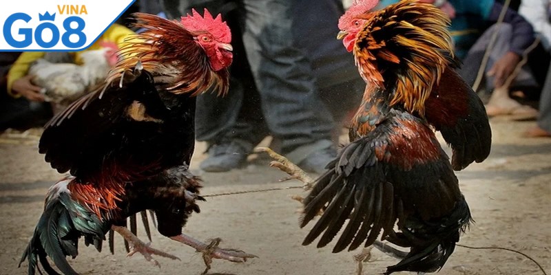 Áp dụng thế đá dĩa giúp chiến kê hạn chế nguy cơ bị thương