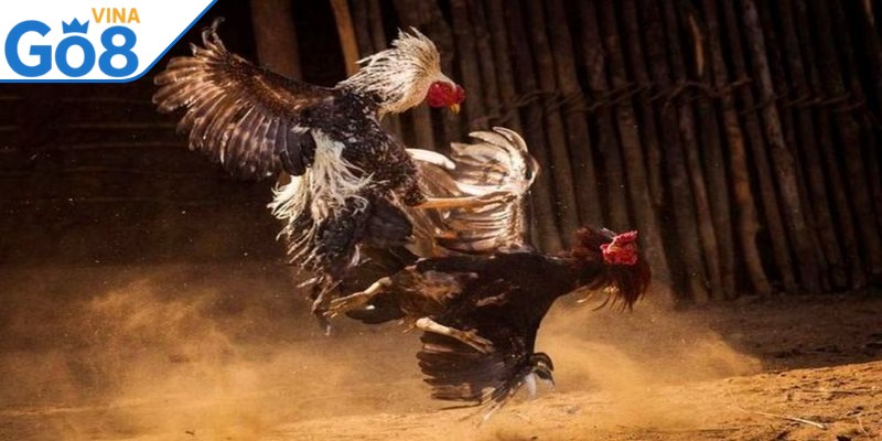 Chiến kê đá dĩa có nền tảng thể lực cực kỳ ấn tượng