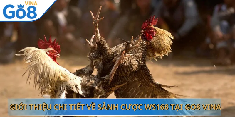 Giới Thiệu Chi Tiết Về Sảnh Cược WS168 Tại Go8 Vina