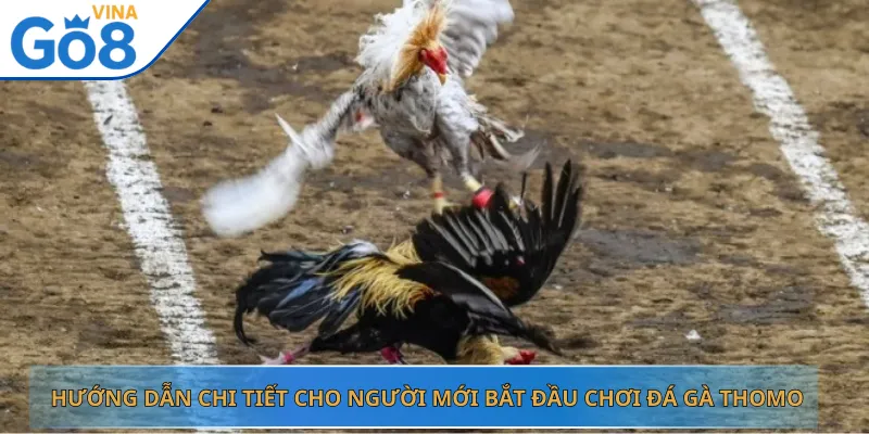 Hướng Dẫn Chi Tiết Cho Người Mới Bắt Đầu Chơi Đá Gà Thomo