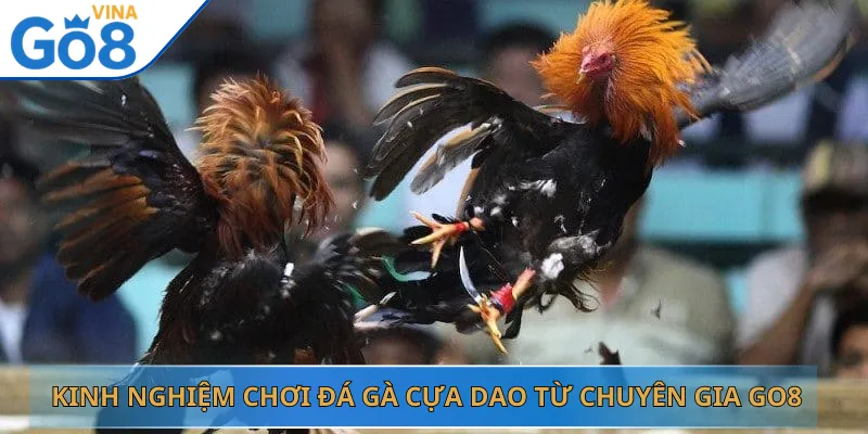 Kinh Nghiệm Chơi Đá Gà Cựa Dao Từ Chuyên Gia Go8