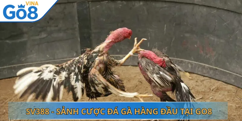 SV388 - Sảnh Cược Đá Gà Hàng Đầu Tại Go8